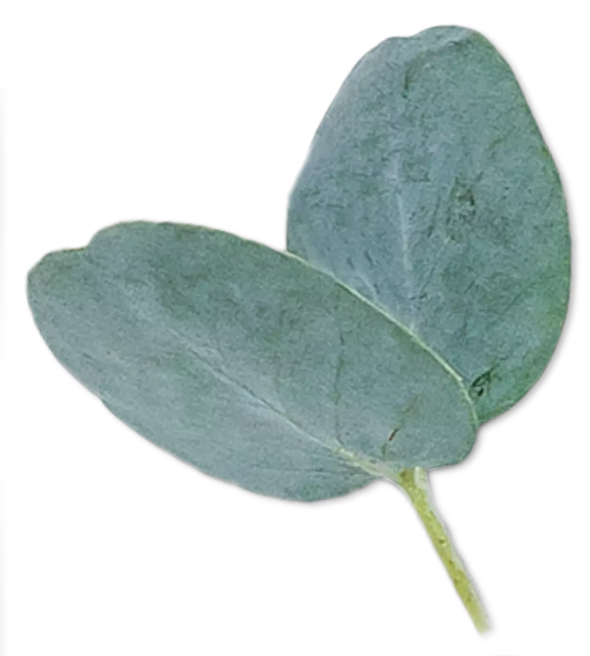 Ha-Ra Blatt